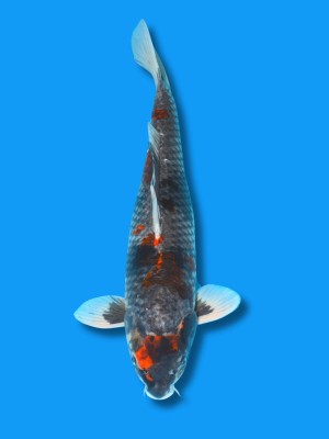 Goshiki Showa | Koi&Co. Goshiki Showa | Koi&Co.
